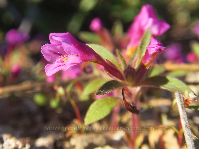 dwarf purple monkeyflower (Diplacus nanus (Mimulus nanus)) [Kangaroo Lake Fen Trail, Klamath National Forest, Trinity County, California]