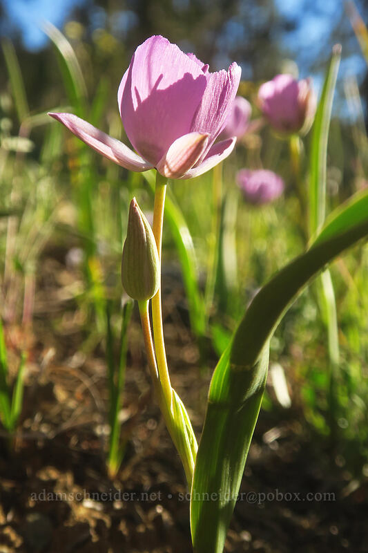 naked mariposa lily (Calochortus nudus) [above Kangaroo Lake, Klamath National Forest, Siskiyou County, California]