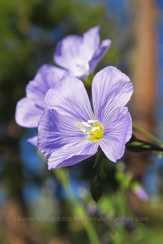 Lewis' blue flax (Linum lewisii (Linum perenne var. lewisii)) [above Kangaroo Lake, Klamath National Forest, Siskiyou County, California]