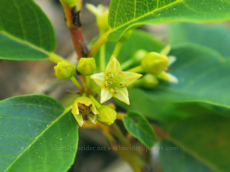 red buckthorn flowers (Frangula rubra (Rhamnus rubra)) [Kangaroo Lake, Klamath National Forest, Siskiyou County, California]