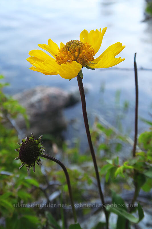 BIgelow's sneezewed (Helenium bigelovii) [Kangaroo Lake, Klamath National Forest, Siskiyou County, California]