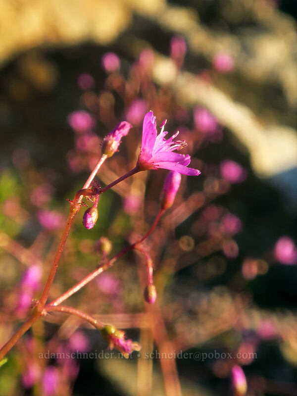 quill-leaf lewisia (Lewisia leeana) [Kangaroo Lake, Klamath National Forest, Siskiyou County, California]