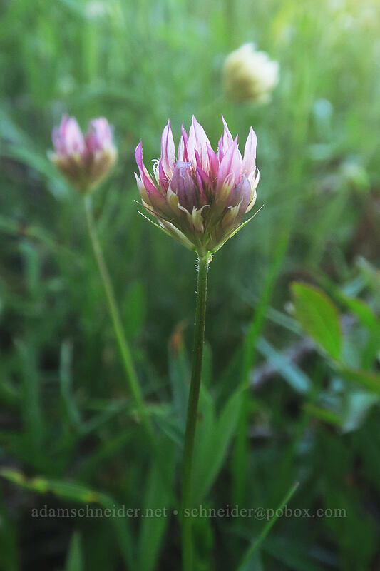 Hansen's long-stalked clover (Trifolium longipes ssp. hansenii (Trifolium hansenii)) [Kangaroo Lake, Klamath National Forest, Siskiyou County, California]
