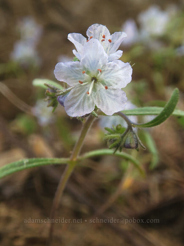 Pringle's phacelia (Phacelia pringlei) [Kangaroo Lake, Klamath National Forest, Siskiyou County, California]