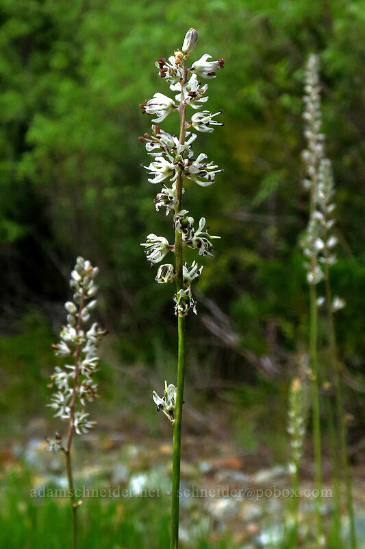 white rush-lily (Hastingsia alba) [Forest Road 41N08, Klamath National Forest, Siskiyou County, California]