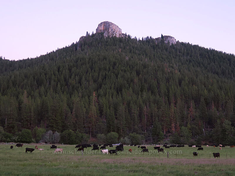 Lovers' Leap & cows (Bos taurus) [Gazelle-Callahan Road, Siskiyou County, California]