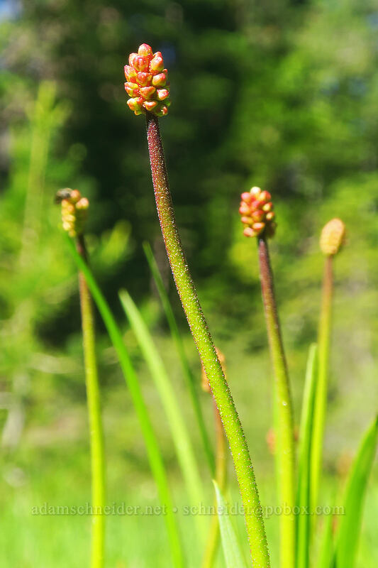 western false asphodel, budding (Triantha occidentalis ssp. occidentalis (Tofieldia glutinosa ssp. occidentalis)) [Scott Mountain Summit, Shasta-Trinity National Forest, Trinity County, California]