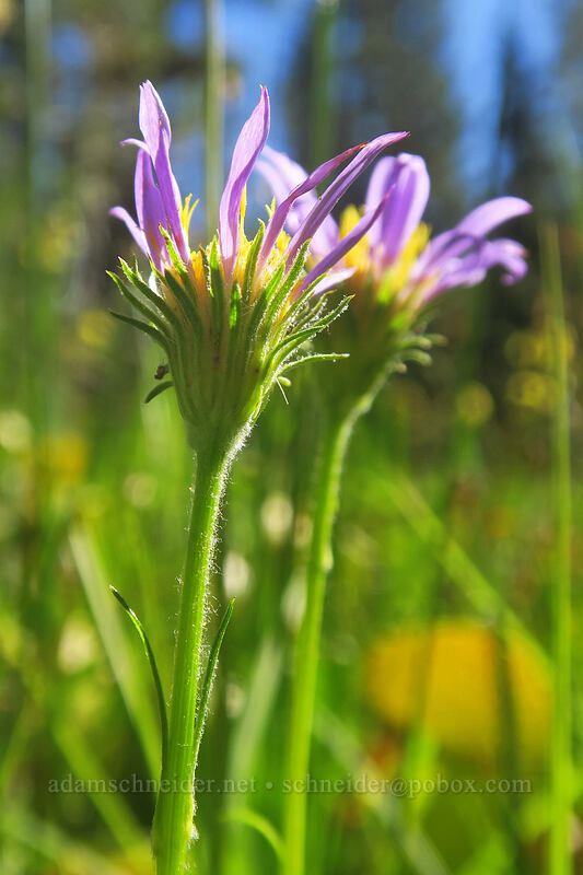 tundra aster (Oreostemma alpigenum var. andersonii (Aster alpigenus)) [Scott Mountain Summit, Shasta-Trinity National Forest, Trinity County, California]