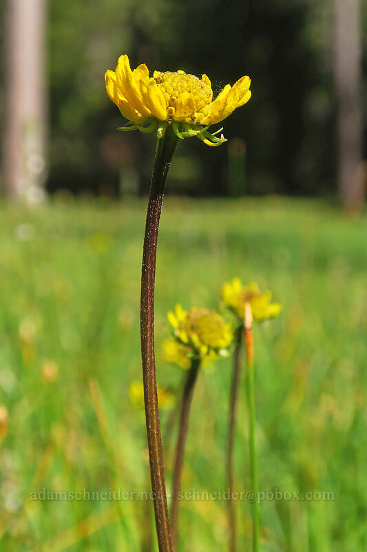 BIgelow's sneezewed (Helenium bigelovii) [Scott Mountain Summit, Shasta-Trinity National Forest, Trinity County, California]