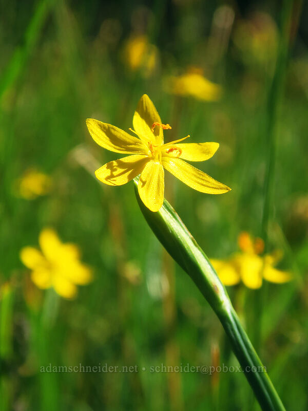 yellow-eyed grass (Sisyrinchium californicum) [Scott Mountain Summit, Shasta-Trinity National Forest, Trinity County, California]