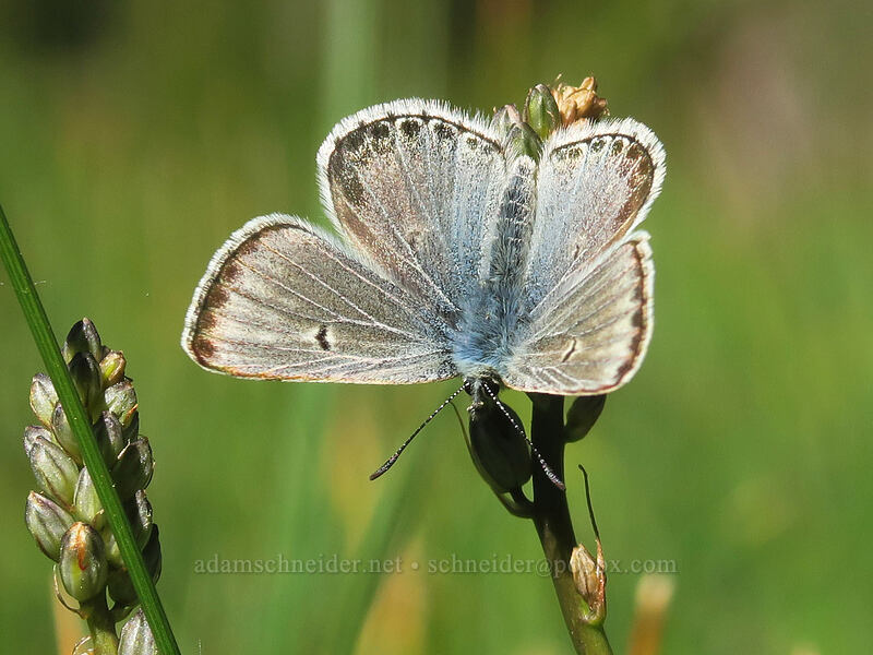 Sierra blue butterfly on white rush-lily (Plebejus podarce, Hastingsia alba) [Scott Mountain Summit, Shasta-Trinity National Forest, Trinity County, California]