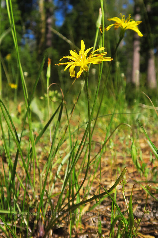 nodding microseris (Microseris nutans (Scorzonella nutans)) [Scott Mountain Summit, Shasta-Trinity National Forest, Trinity County, California]