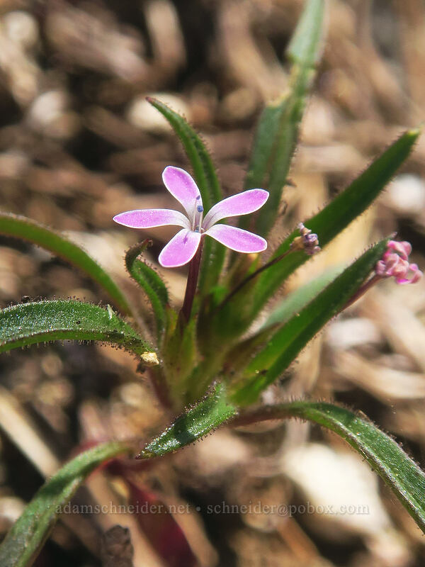 staining collomia (Collomia tinctoria) [Taylor Lake Trail, Russian Wilderness, Siskiyou County, California]