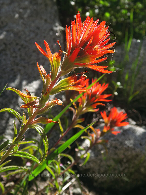 wavy-leaf paintbrush (Castilleja applegatei var. pinetorum) [Taylor Lake Trail, Russian Wilderness, Siskiyou County, California]