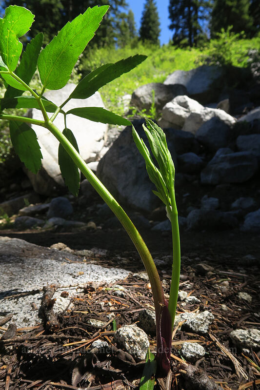 woolly angelica (Angelica tomentosa) [Taylor Lake Trail, Russian Wilderness, Siskiyou County, California]