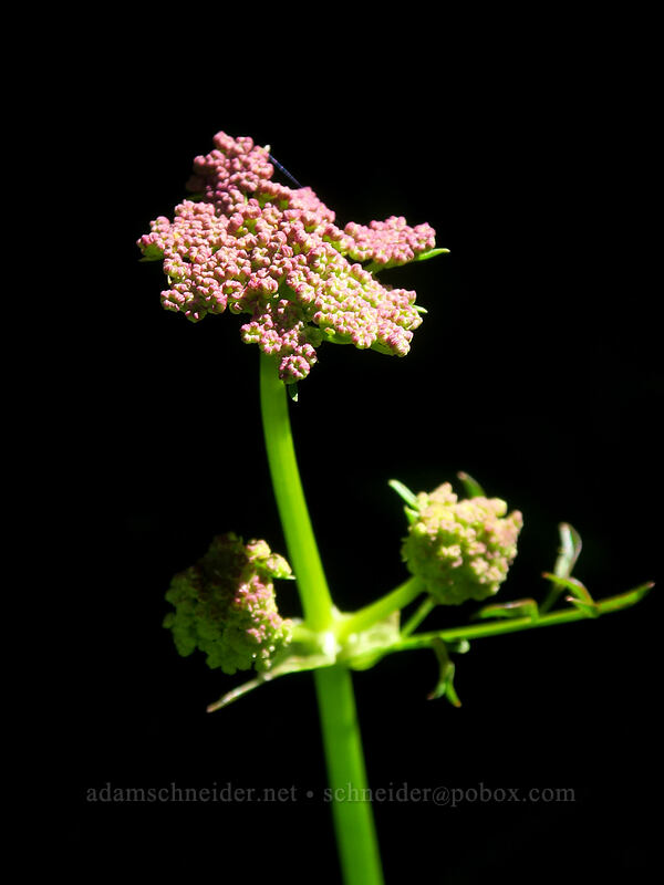 Gray's lovage, budding (Ligusticum grayi) [Taylor Lake Trail, Russian Wilderness, Siskiyou County, California]
