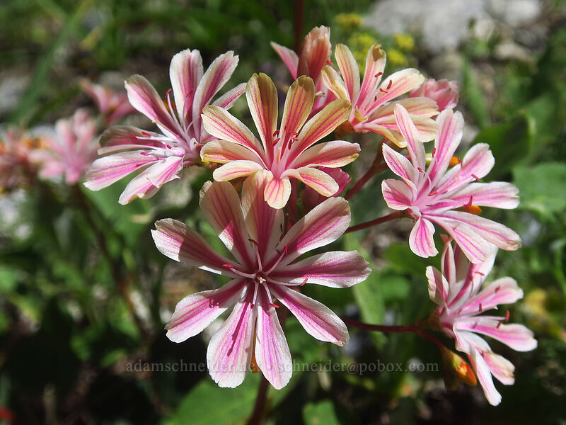 Siskiyou lewisia (Lewisia cotyledon var. cotyledon) [Taylor Lake Trail, Russian Wilderness, Siskiyou County, California]