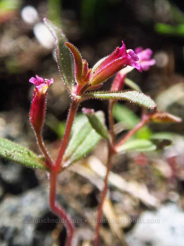 Brewer's monkeyflower (Erythranthe breweri (Mimulus breweri)) [Taylor Lake Trail, Russian Wilderness, Siskiyou County, California]