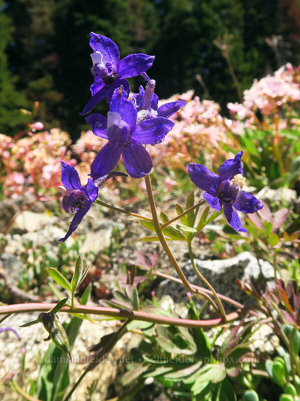 Tracy's larkspur (Delphinium decorum ssp. tracyi) [Taylor Lake Trail, Russian Wilderness, Siskiyou County, California]