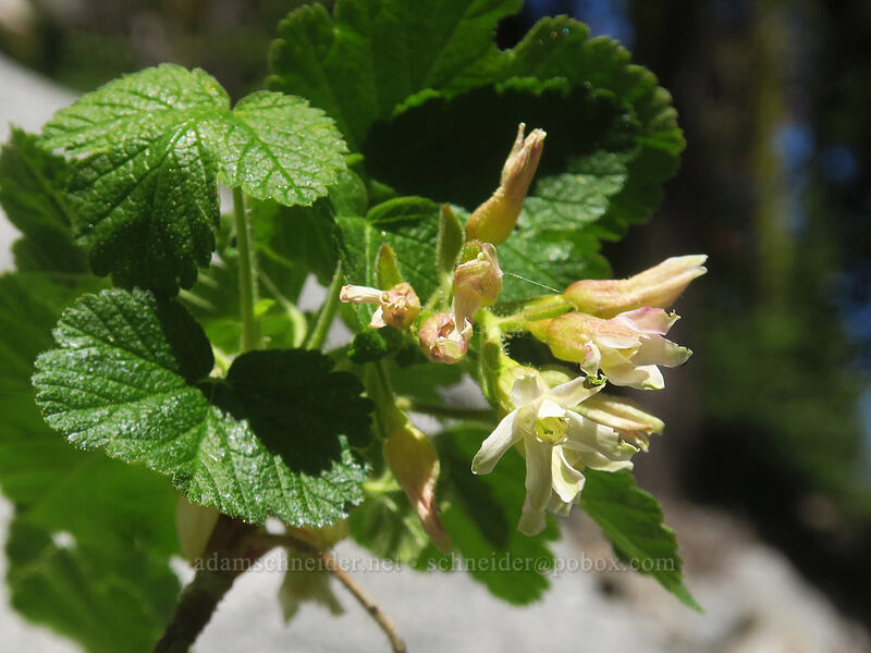 sticky currant (Ribes viscosissimum) [Hogan Lake Trail, Russian Wilderness, Siskiyou County, California]
