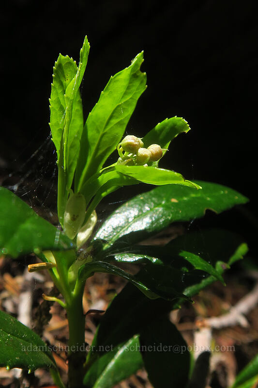 pipsissewa, budding (Chimaphila sp.) [Hogan Lake Trail, Russian Wilderness, Siskiyou County, California]