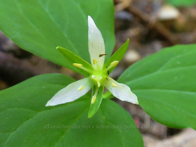 Salmon Mountains trillium (Trillium ovatum ssp. oettingeri) [Taylor Lake, Russian Wilderness, Siskiyou County, California]