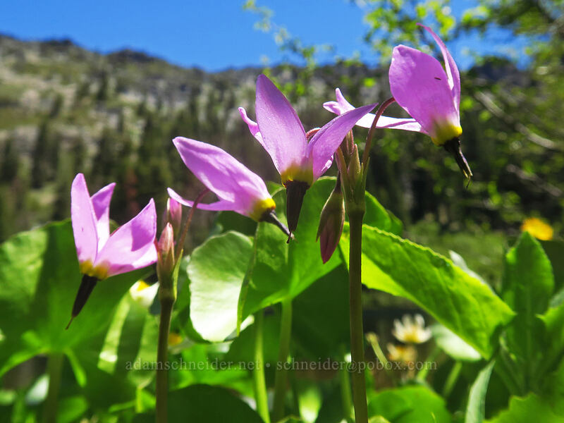 tall mountain shooting stars (Dodecatheon jeffreyi (Primula jeffreyi)) [Taylor Lake, Russian Wilderness, Siskiyou County, California]