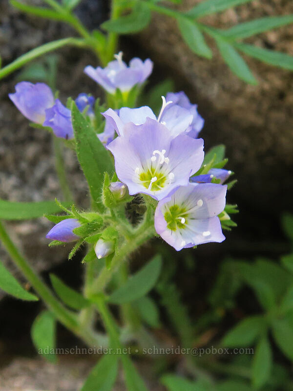 California Jacob's-ladder (Polemonium californicum) [Taylor Lake, Russian Wilderness, Siskiyou County, California]