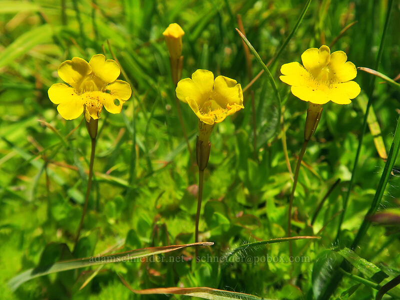 primrose monkeyflower (Erythranthe primuloides (Mimulus primuloides)) [Taylor Lake Trail, Russian Wilderness, Siskiyou County, California]