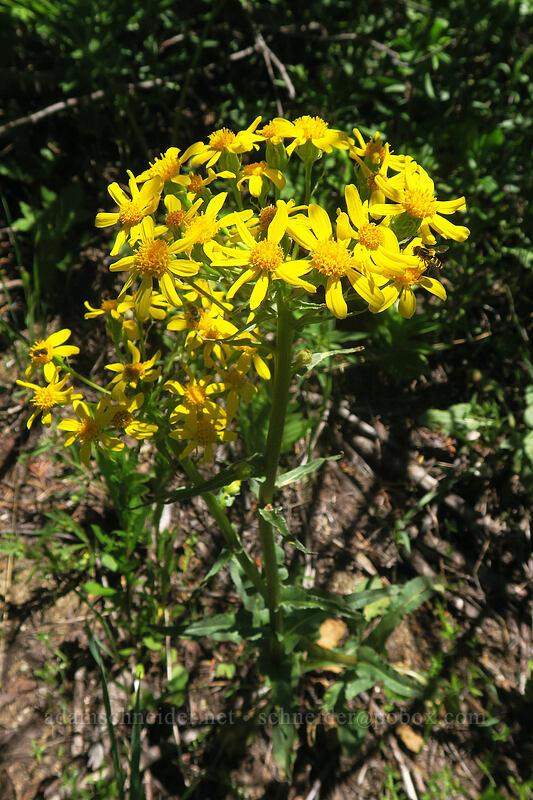 arrow-leaf groundsel (Senecio triangularis) [Taylor Lake Trail, Russian Wilderness, Siskiyou County, California]