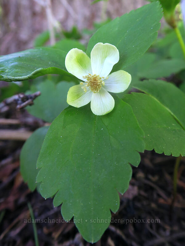 Columbia windflower (Anemone deltoidea (Anemonastrum deltoideum)) [Taylor Lake Trail, Russian Wilderness, Siskiyou County, California]
