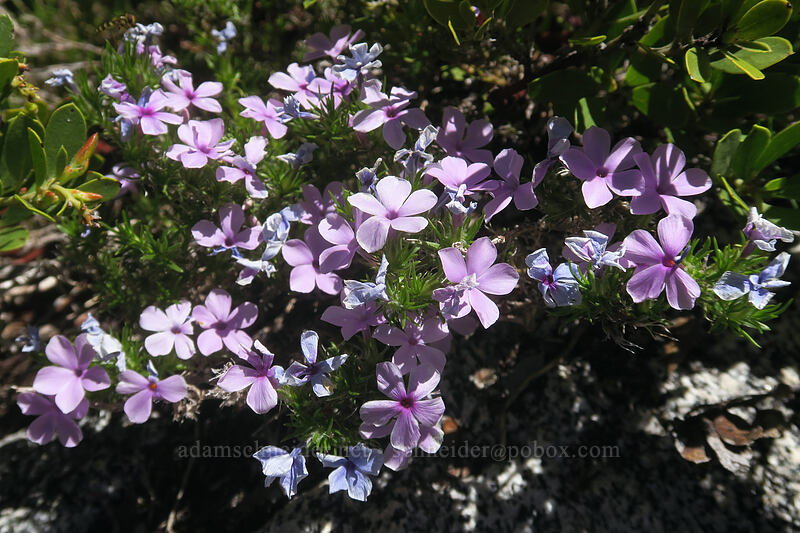 phlox (Phlox sp.) [above Taylor Lake, Russian Wilderness, Siskiyou County, California]