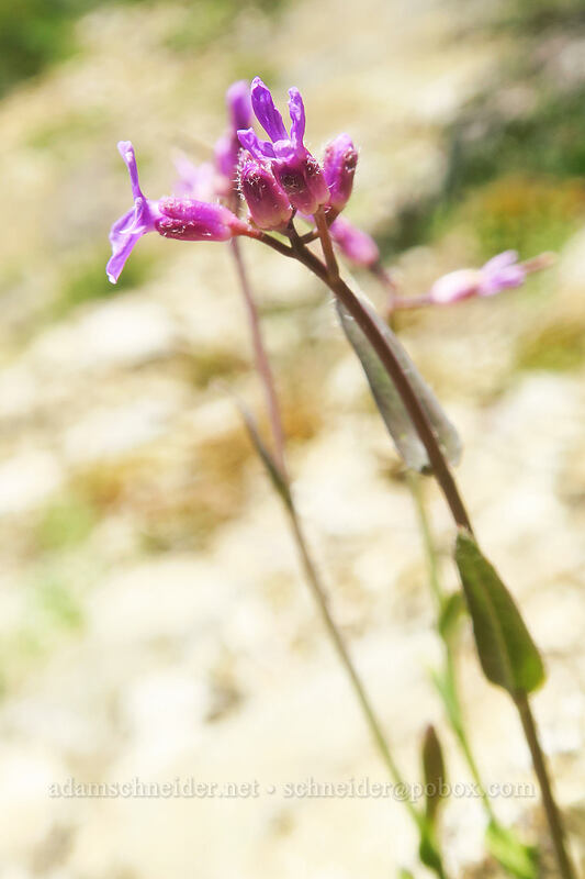 Brewer's rock-cress (Boechera breweri (Arabis breweri)) [above Taylor Lake, Russian Wilderness, Siskiyou County, California]