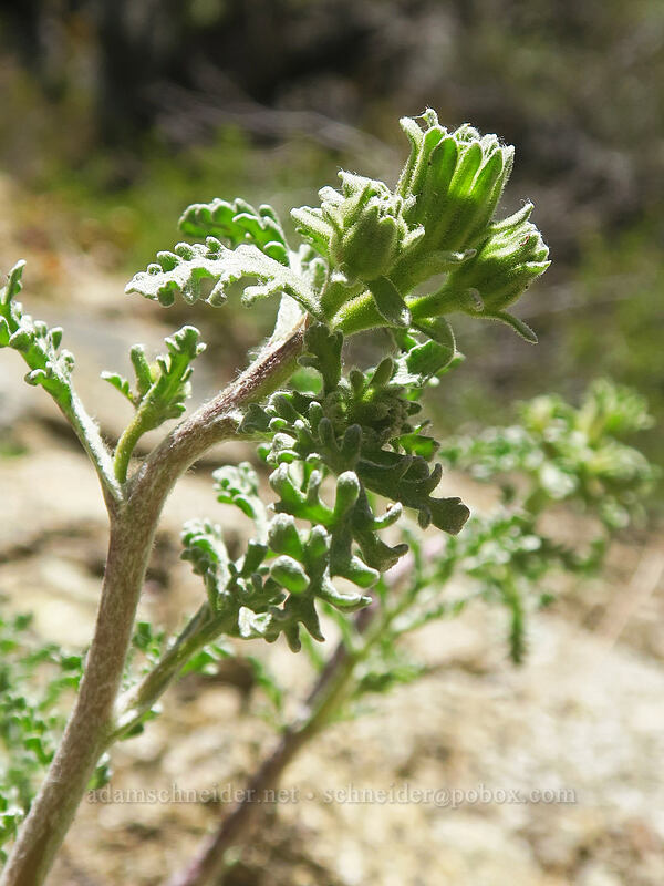 Douglas' pincushion, budding (Chaenactis douglasii) [above Taylor Lake, Russian Wilderness, Siskiyou County, California]
