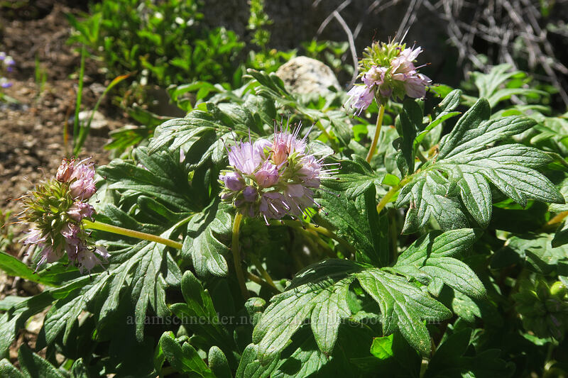 western waterleaf (Hydrophyllum occidentale) [Pacific Crest Trail, Klamath National Forest, Siskiyou County, California]