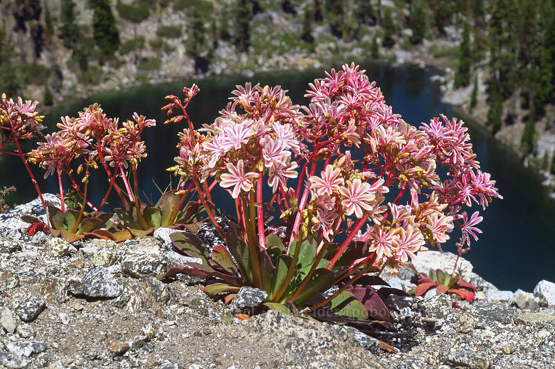 Siskiyou lewisia (Lewisia cotyledon var. cotyledon) [Pacific Crest Trail, Klamath National Forest, Siskiyou County, California]