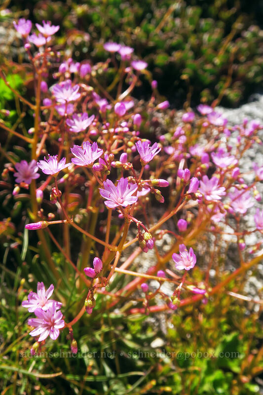 quill-leaf lewisia (Lewisia leeana) [Pacific Crest Trail, Klamath National Forest, Siskiyou County, California]
