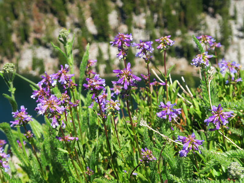 Penstemon procerus var. brachyanthus (Penstemon procerus) [Pacific Crest Trail, Klamath National Forest, Siskiyou County, California]