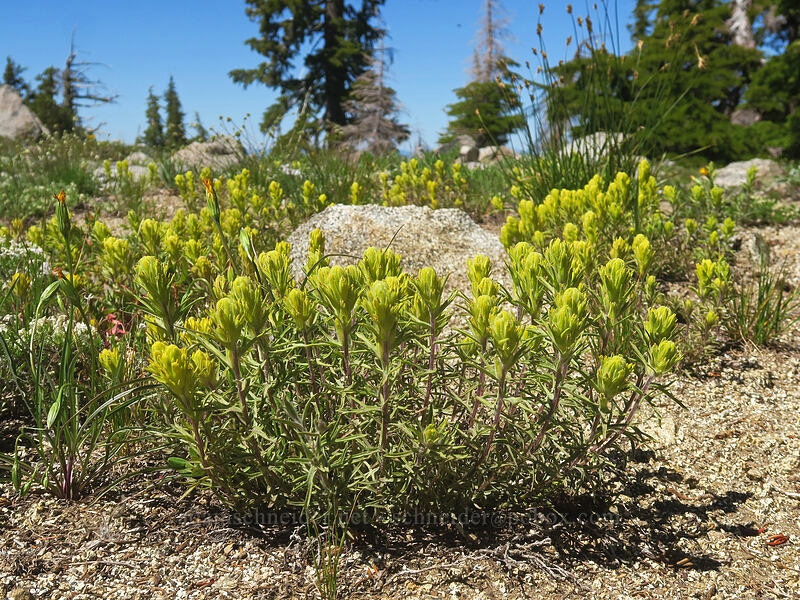 cobwebby paintbrush (Castilleja arachnoidea) [Pacific Crest Trail, Klamath National Forest, Siskiyou County, California]