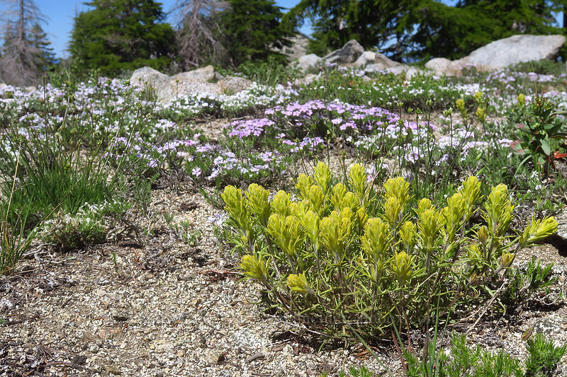 cobwebby paintbrush & spreading phlox (Castilleja arachnoidea, Phlox diffusa) [Pacific Crest Trail, Klamath National Forest, Siskiyou County, California]