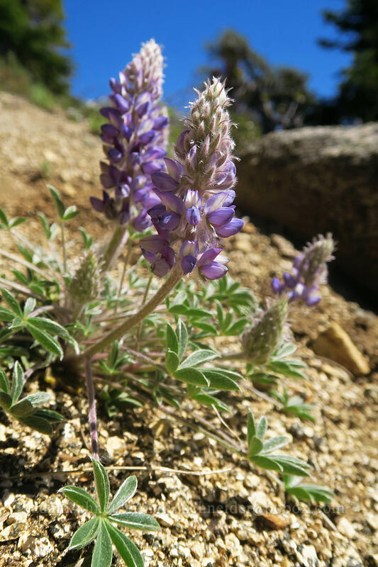 stool lupine (Lupinus lepidus var. sellulus (Lupinus sellulus)) [Pacific Crest Trail, Klamath National Forest, Siskiyou County, California]