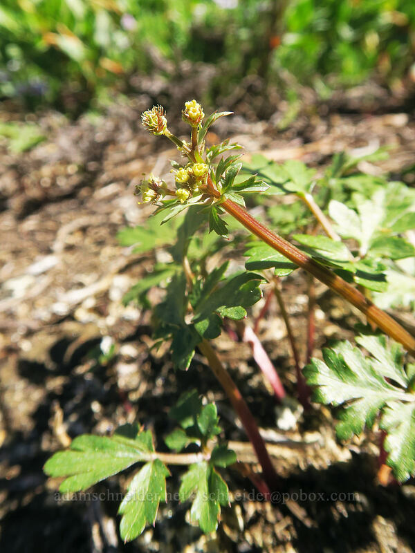 Sierra sanicle (Sanicula graveolens) [Pacific Crest Trail, Klamath National Forest, Siskiyou County, California]