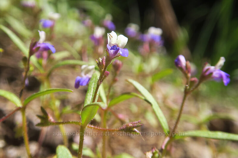 broad-leaf blue-eyed-Mary (Collinsia latifolia (Collinsia torreyi var. latifolia)) [Pacific Crest Trail, Klamath National Forest, Siskiyou County, California]