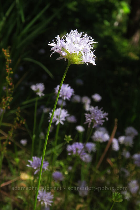 blue-head gilia (Gilia capitata) [Forest Road 41N18, Klamath National Forest, Siskiyou County, California]