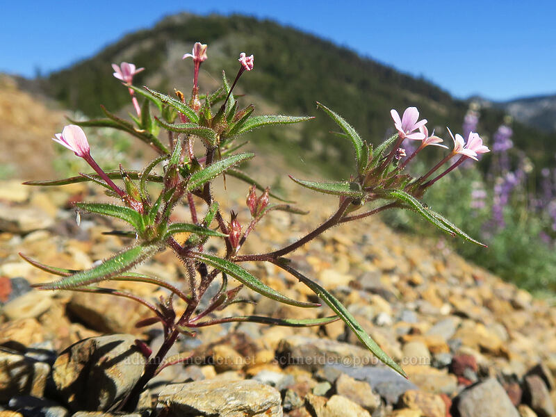 staining collomia (Collomia tinctoria) [Etna Summit, Klamath National Forest, Siskiyou County, California]