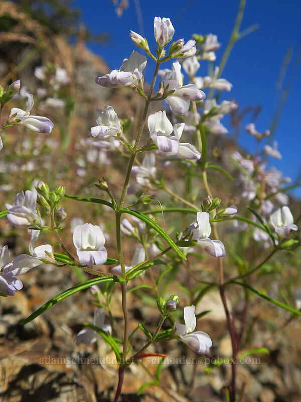 narrow-leaf blue-eyed-mary (Collinsia linearis) [Etna Summit, Klamath National Forest, Siskiyou County, California]