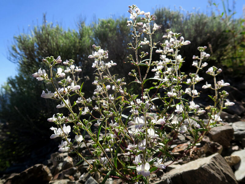 narrow-leaf blue-eyed-mary (Collinsia linearis) [Etna Summit, Klamath National Forest, Siskiyou County, California]
