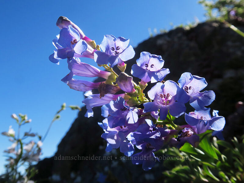 showy penstemon (Penstemon speciosus) [Etna Summit, Klamath National Forest, Siskiyou County, California]