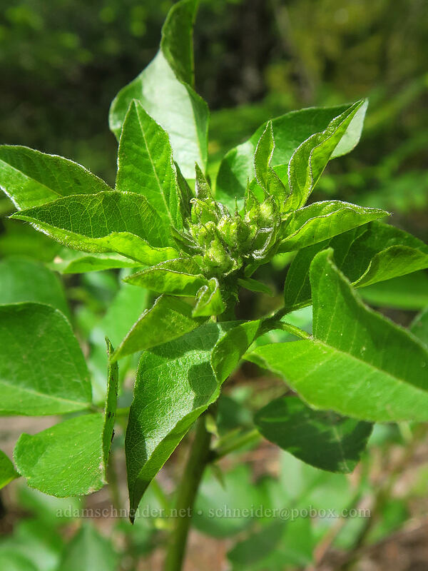 scurf-pea (Rupertia physodes (Psoralea physodes)) [Rooster Rock Trail, Table Rock Wilderness, Clackamas County, Oregon]