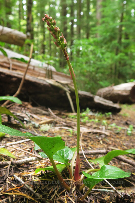 pink pyrola, budding (Pyrola asarifolia) [Rooster Rock Trail, Table Rock Wilderness, Clackamas County, Oregon]